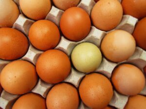 fournisseur oeuf